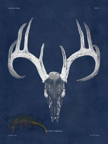 Blue Bones 02 White Tail